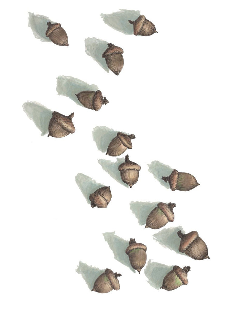 Acorns - Open Edition Canvas Print - Liza Pruitt