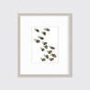 Acorns - Open Edition Paper Print - Liza Pruitt