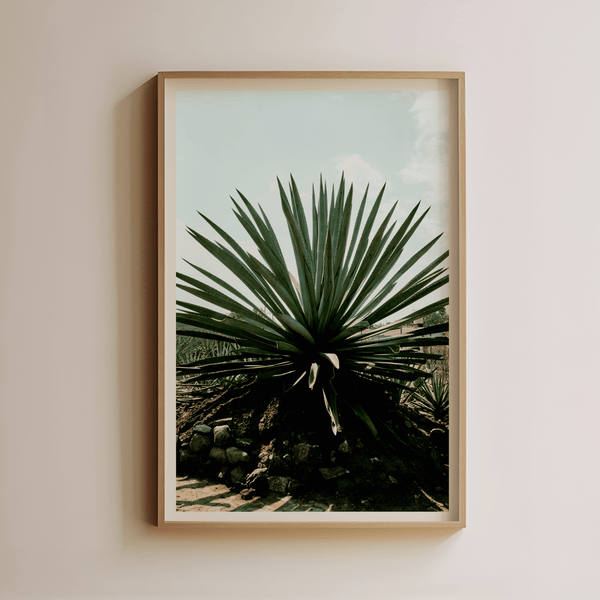 Agave by Luis Martinez - Liza Pruitt