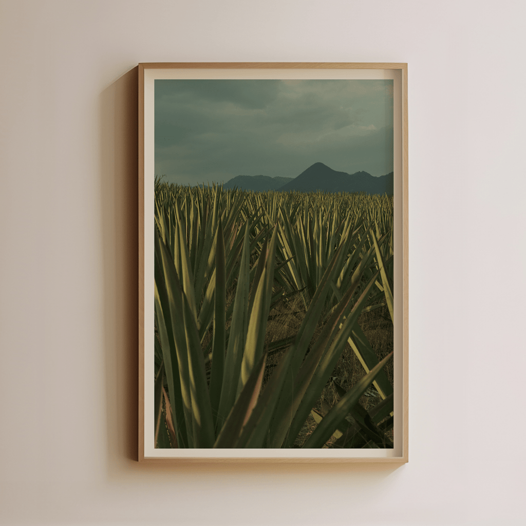 Agave Field at Dusk by Luis Martinez - Liza Pruitt