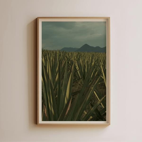 Agave Field at Dusk by Luis Martinez - Liza Pruitt