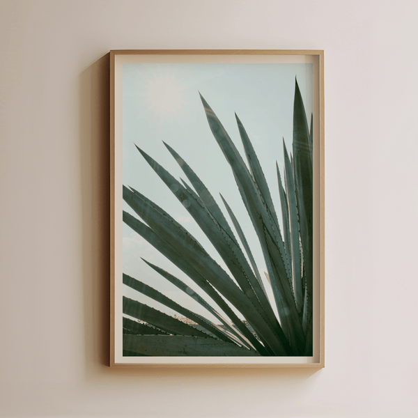 Agave in Sunlight by Luis Martinez - Liza Pruitt