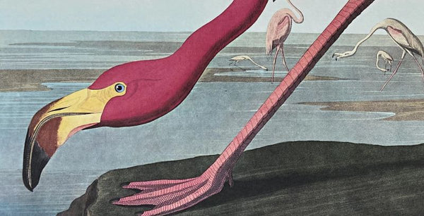 American Flamingo - Liza Pruitt