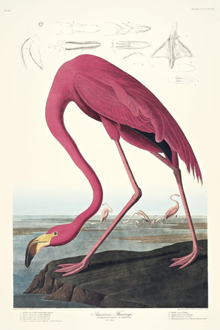 American Flamingo - Liza Pruitt