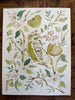 Apple Picking Kingbird, Original 11x14 - Liza Pruitt