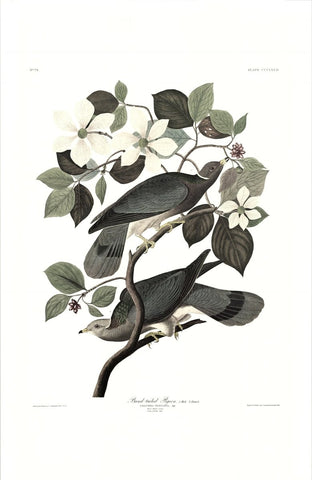 Band - tailed Pigeon - Liza Pruitt
