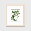 Bittersweet - Open Edition Paper Print - Liza Pruitt