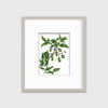 Bittersweet - Open Edition Paper Print - Liza Pruitt