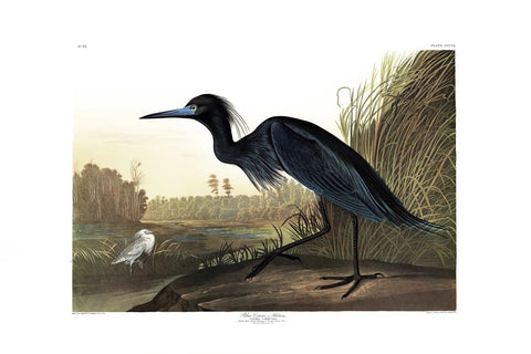 Blue Crane - Liza Pruitt