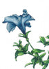 Blue - Open Edition Paper Print - Liza Pruitt