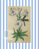 Blue & White Botanical Study, Giclee Print : STUDY 10 - Liza Pruitt