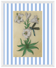 Blue & White Botanical Study, Giclee Print : STUDY 10 - Liza Pruitt