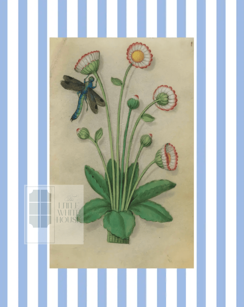 Blue & White Botanical Study, Giclee Print : STUDY 11 - Liza Pruitt