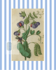 Blue & White Botanical Study, Giclee Print : STUDY 12 - Liza Pruitt