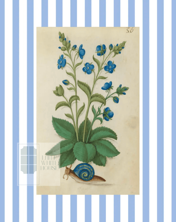 Blue & White Botanical Study, Giclee Print : STUDY 2 - Liza Pruitt