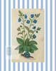 Blue & White Botanical Study, Giclee Print : STUDY 2 - Liza Pruitt