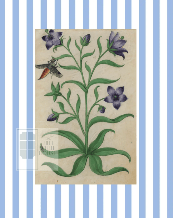 Blue & White Botanical Study, Giclee Print : STUDY 7 - Liza Pruitt