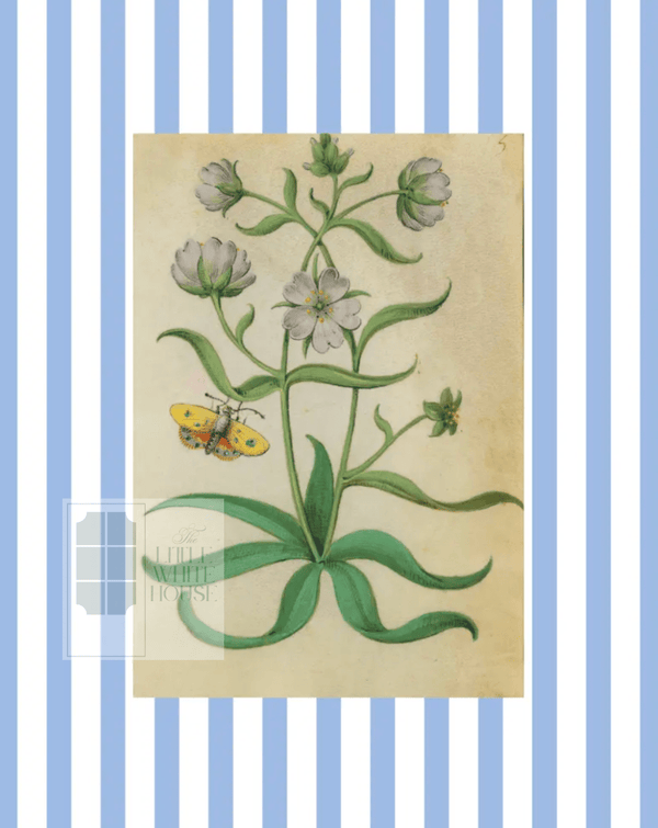 Blue & White Botanical Study, Giclee Print : STUDY 8 - Liza Pruitt