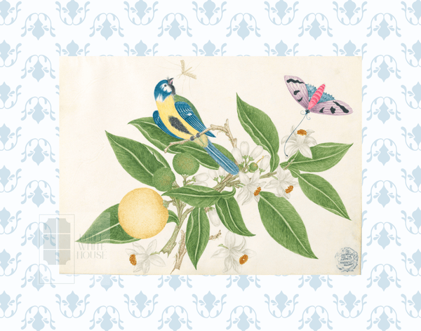 Bright Botanical Study, 11x14 Giclee Print : STUDY 3 - Liza Pruitt