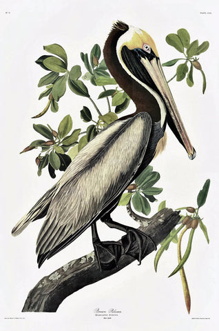 Brown Pelican - Liza Pruitt