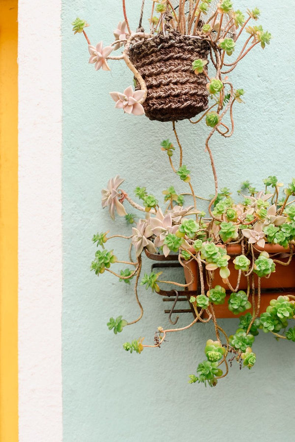 Burano II - Liza Pruitt