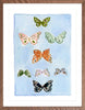 Butterfly Rainbow Carolina Blue, Fine Art Print - Liza Pruitt
