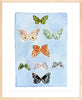 Butterfly Rainbow Carolina Blue, Fine Art Print - Liza Pruitt