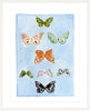 Butterfly Rainbow Carolina Blue, Fine Art Print - Liza Pruitt