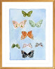 Butterfly Rainbow Carolina Blue, Fine Art Print - Liza Pruitt