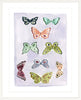 Butterfly Rainbow Lavender, Fine Art Print - Liza Pruitt