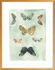 Butterfly Rainbow Mint, Fine Art Print - Liza Pruitt