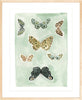 Butterfly Rainbow Mint, Fine Art Print - Liza Pruitt