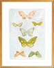 Butterfly Rainbow Sky, Fine Art Print - Liza Pruitt