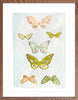Butterfly Rainbow Sky, Fine Art Print - Liza Pruitt