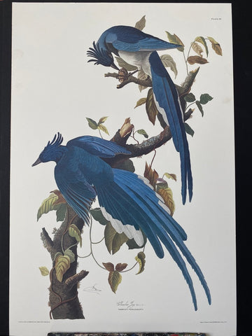 Colombian Jay - Liza Pruitt