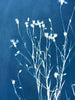 Cornflower Silhouette | 24" h x 18" w - Liza Pruitt