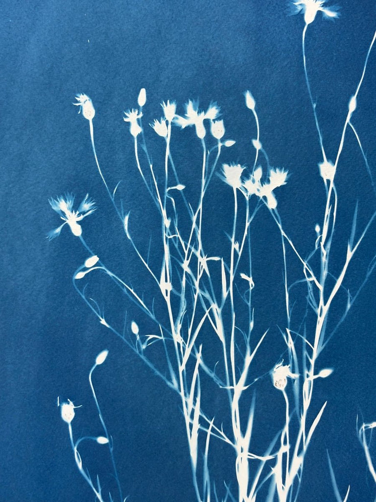 Cornflower Silhouette | 24" h x 18" w - Liza Pruitt
