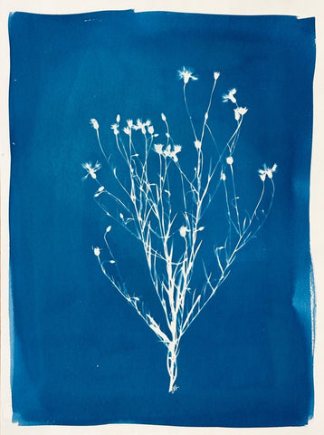 Cornflower Silhouette | 24" h x 18" w - Liza Pruitt