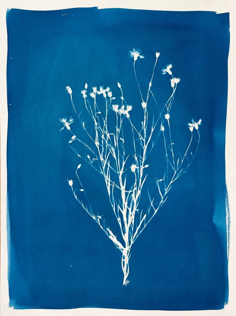Cornflower Silhouette | 24" h x 18" w - Liza Pruitt