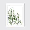 Eucalyptus - Limited Edition Paper Print - Liza Pruitt