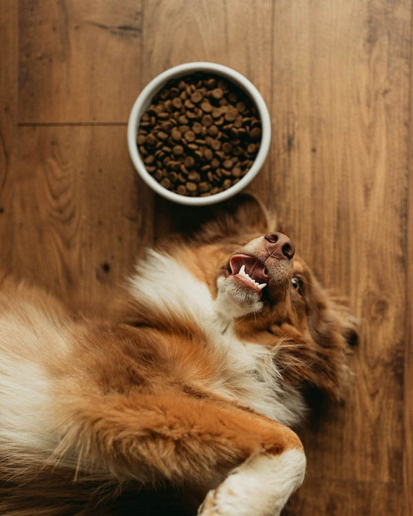 Farm Dog Bowl - Liza Pruitt