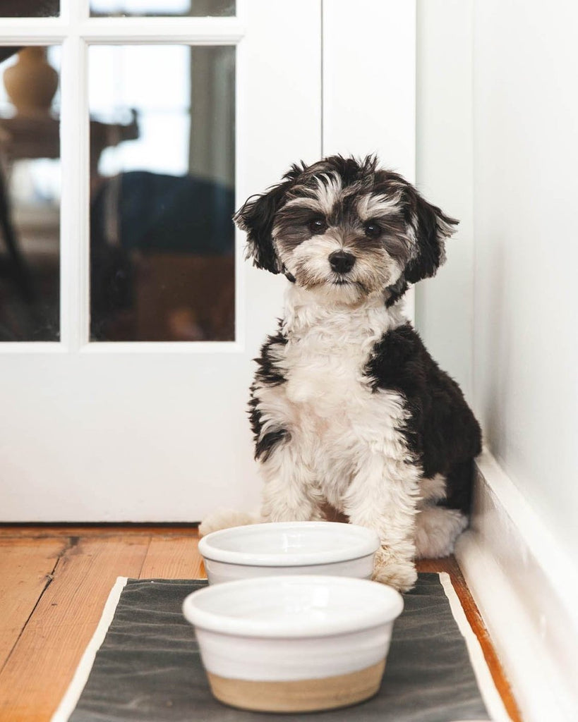 Farm Dog Bowl - Liza Pruitt