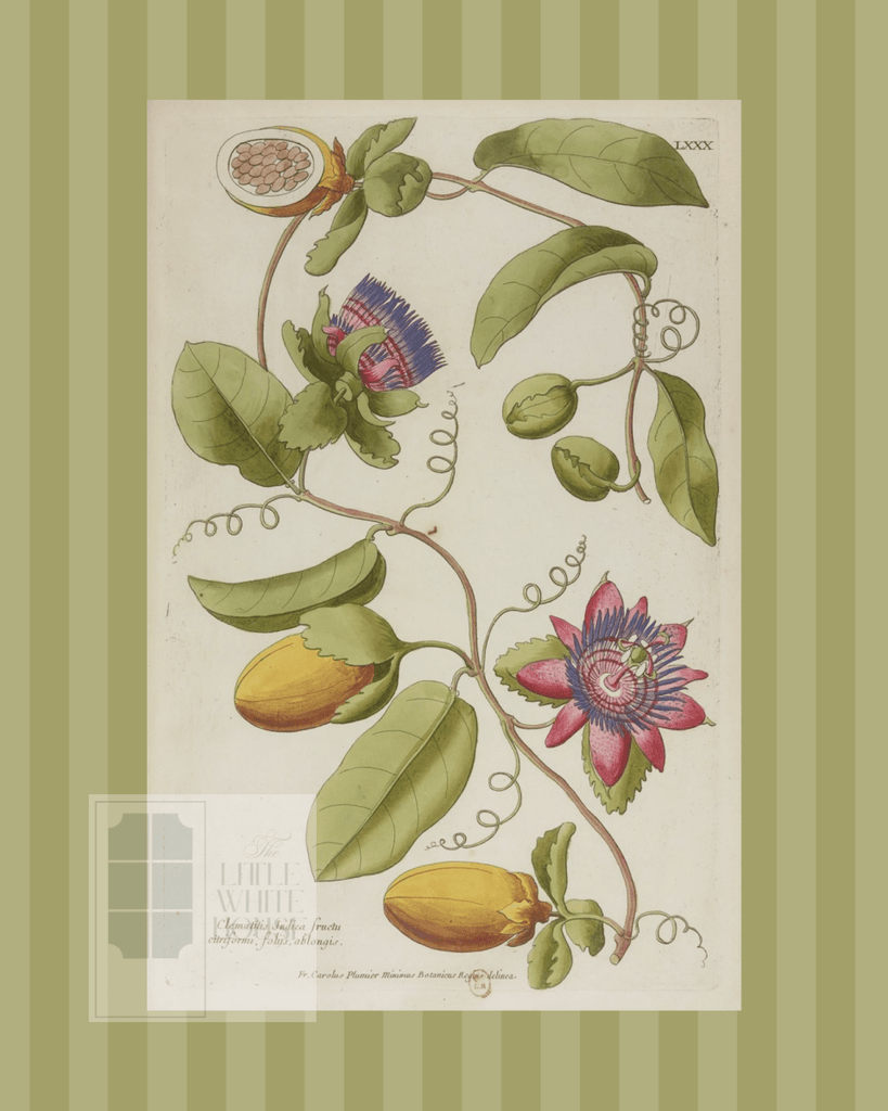 Green on Green Stripe Botanical Giclee - 8x10 - Print 1 - Liza Pruitt