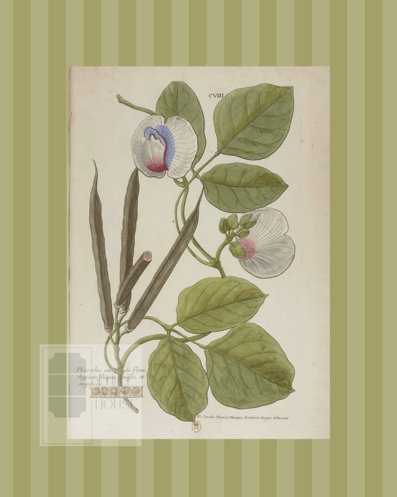 Green on Green Stripe Botanical Giclee - 8x10 - Print 10 - Liza Pruitt