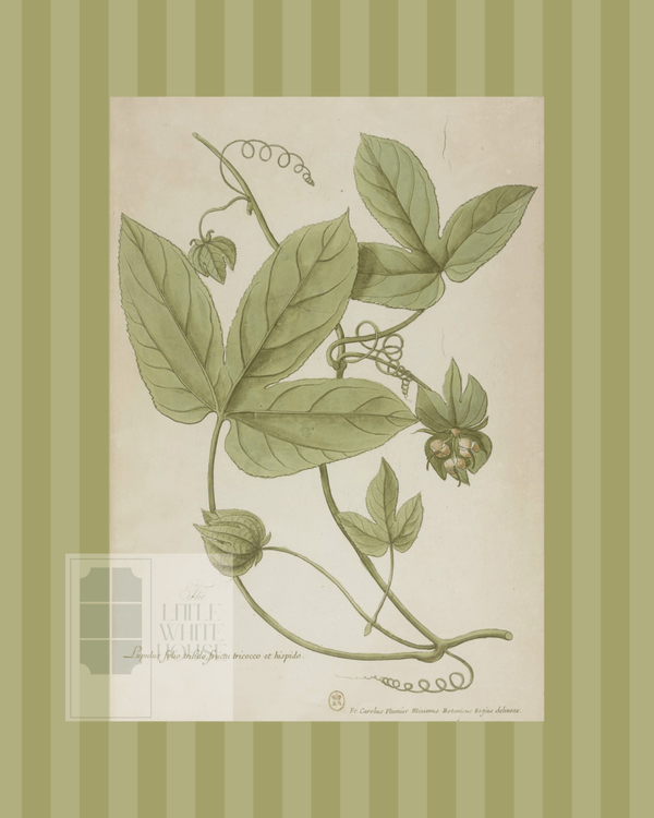 Green on Green Stripe Botanical Giclee - 8x10 - Print 11 - Liza Pruitt