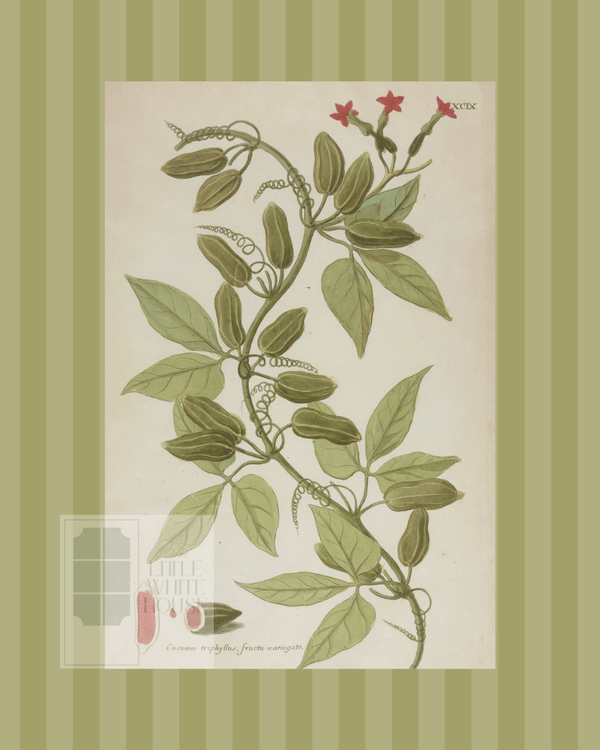 Green on Green Stripe Botanical Giclee - 8x10 - Print 12 - Liza Pruitt