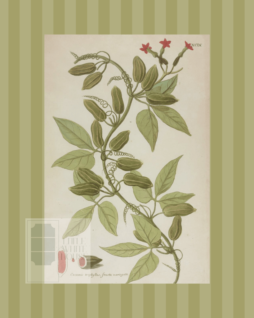 Green on Green Stripe Botanical Giclee - 8x10 - Print 12 - Liza Pruitt