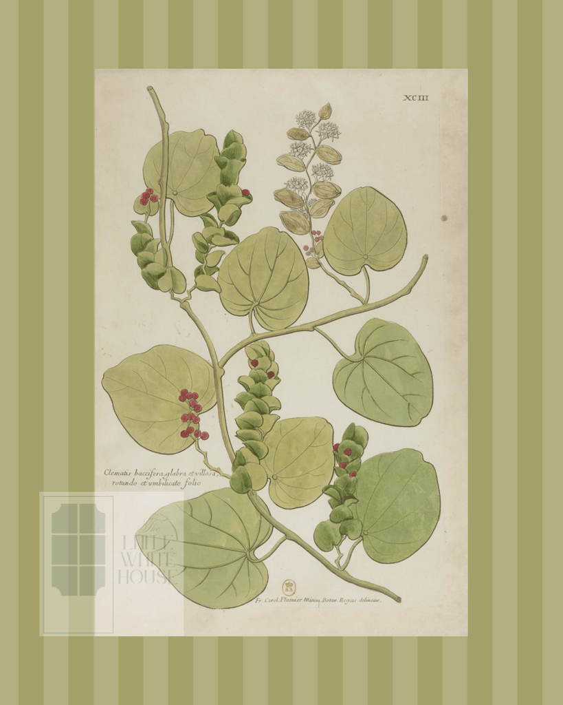 Green on Green Stripe Botanical Giclee - 8x10 - Print 2 - Liza Pruitt