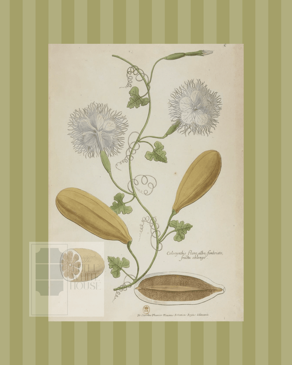 Green on Green Stripe Botanical Giclee - 8x10 - Print 3 - Liza Pruitt