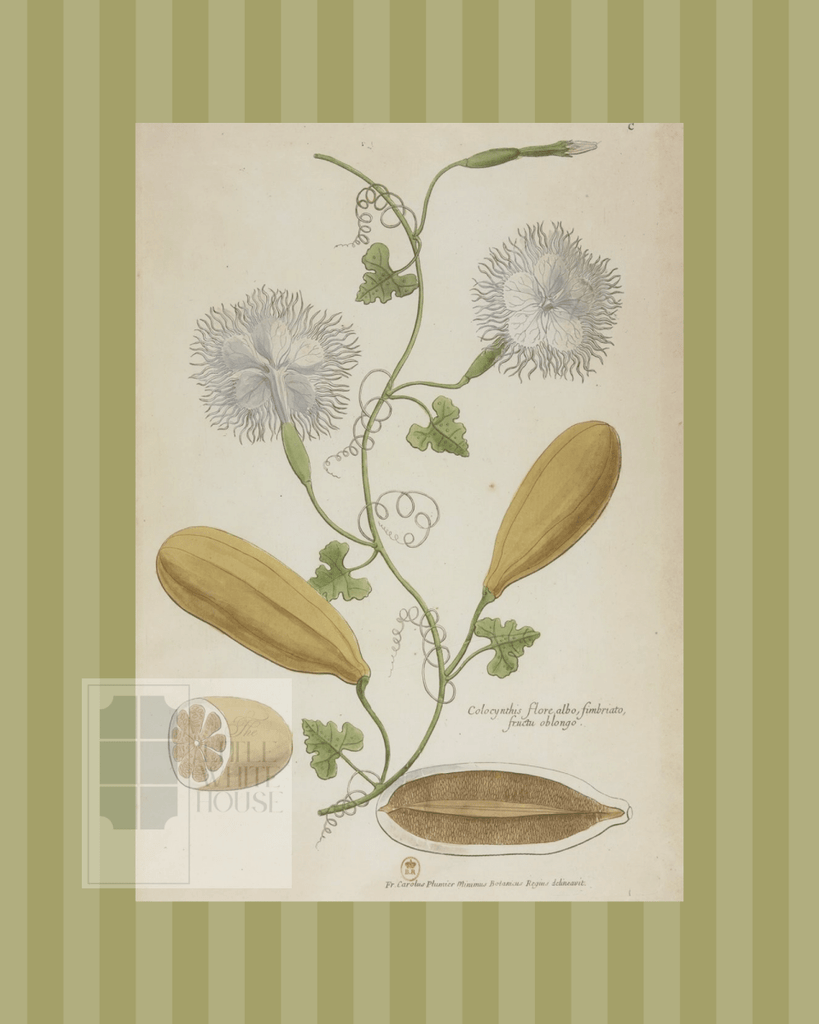 Green on Green Stripe Botanical Giclee - 8x10 - Print 3 - Liza Pruitt